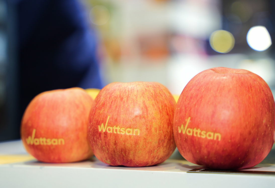 Три красных яблока с гравировкой логотипа "Wattsan" на белой поверхности, размытый фон.